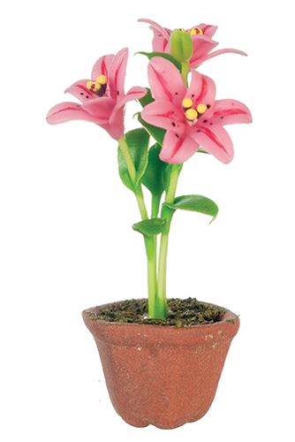 Lilies in Pot, Hot Pink